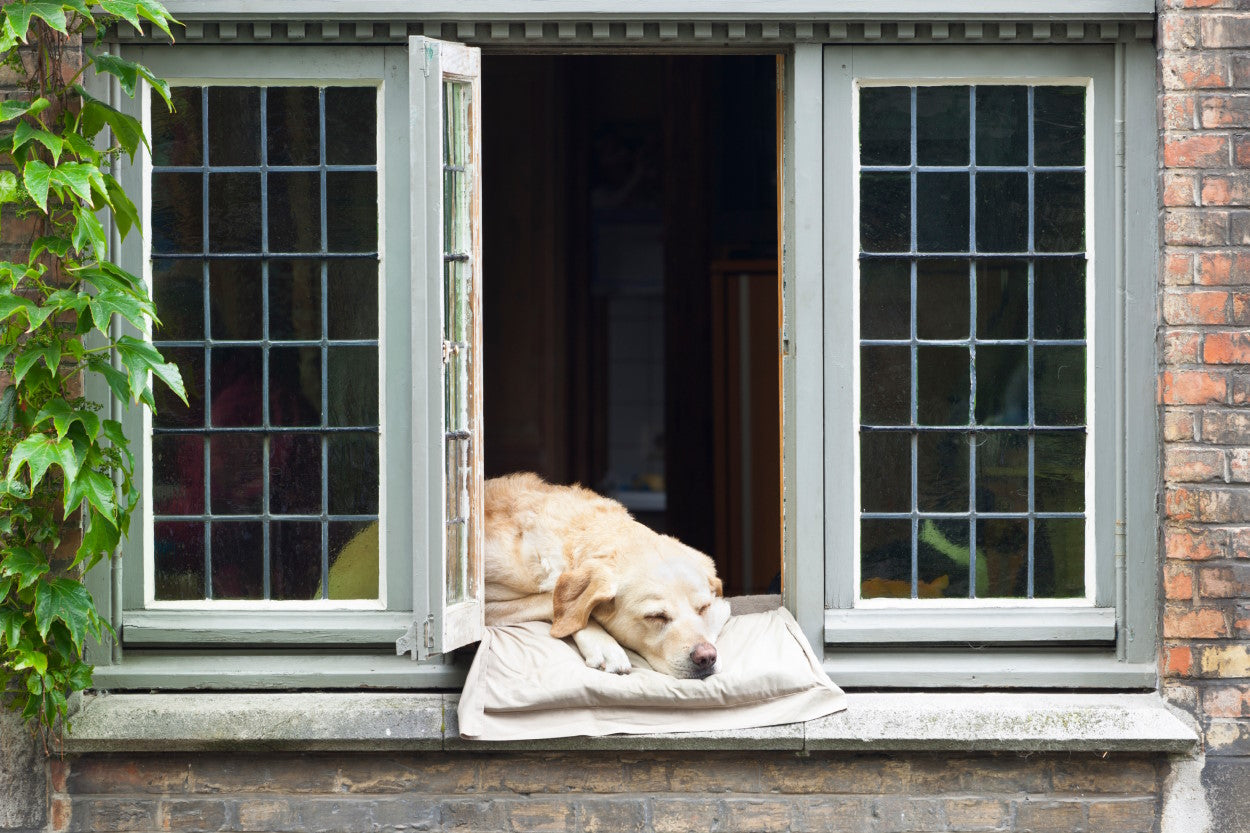 Dog napping with his face resting outside an open window