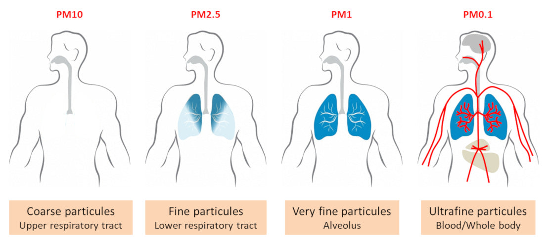 Diagram showing the impact of different size air particles throughout the respiratory system