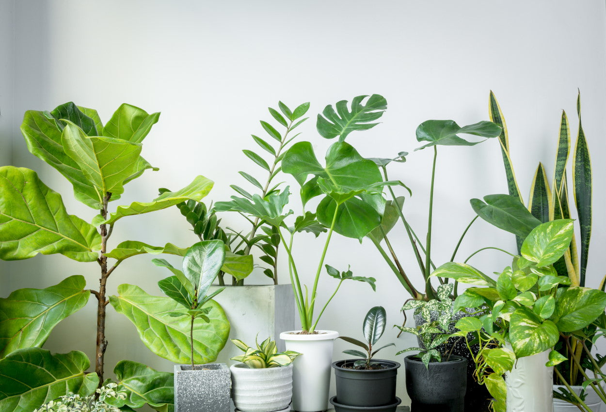 Many different species of houseplant