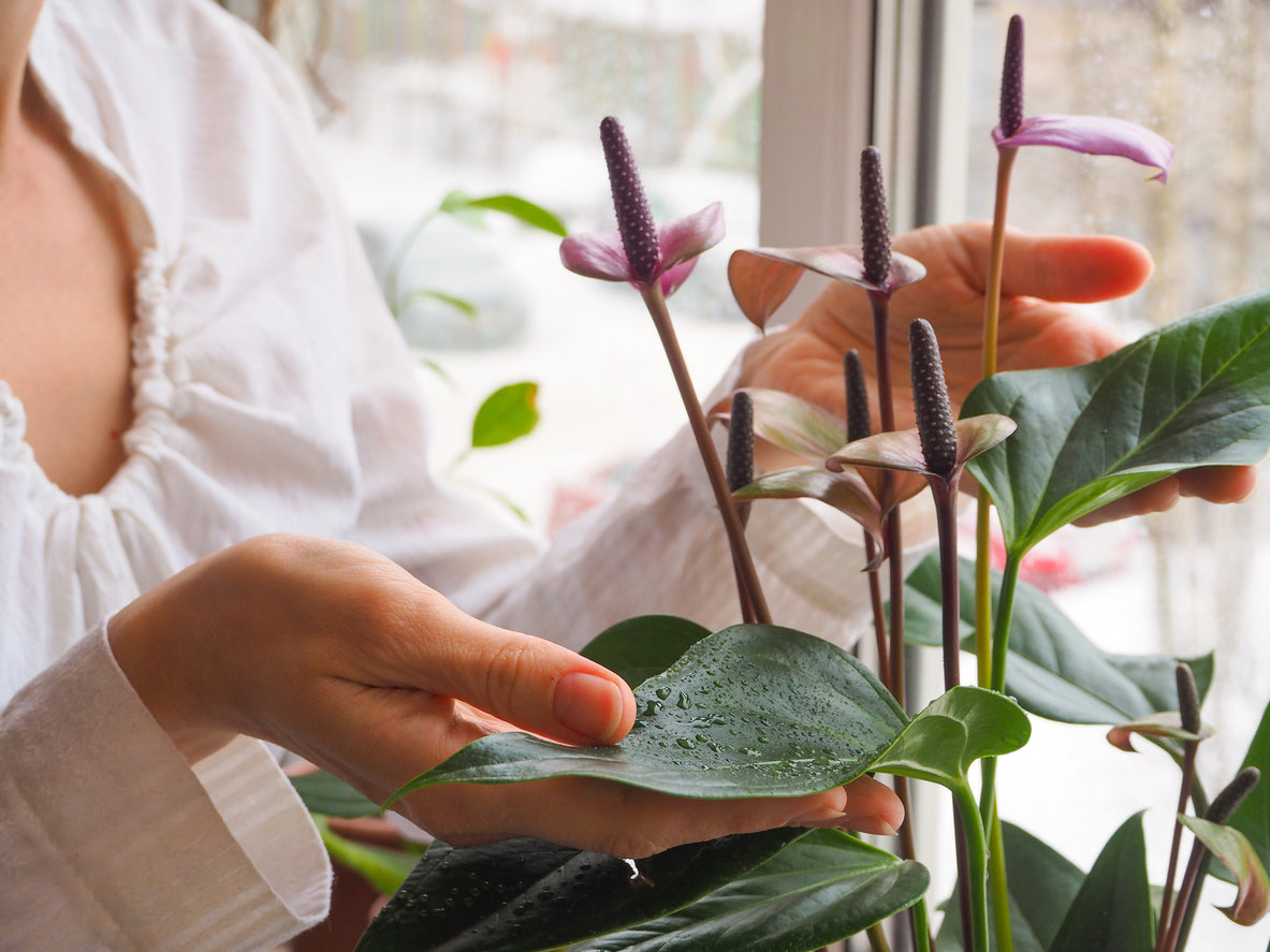 Indoor Plants and Allergies