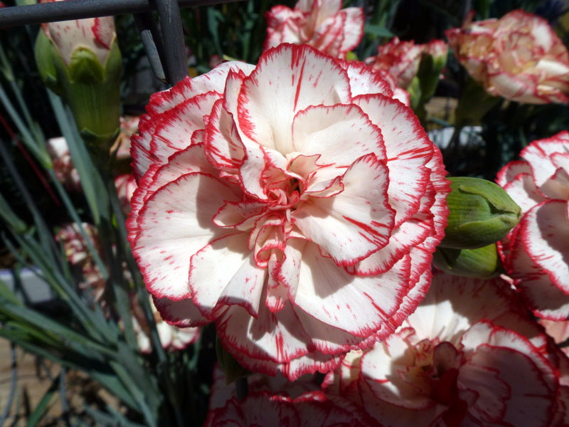 White carnation with red-tipped petals