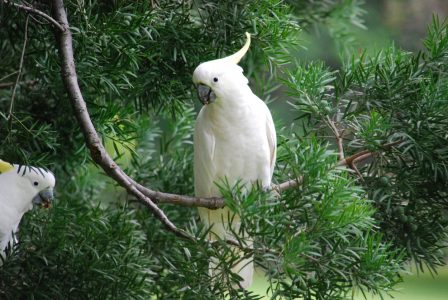 Two white birds sitting in a tree