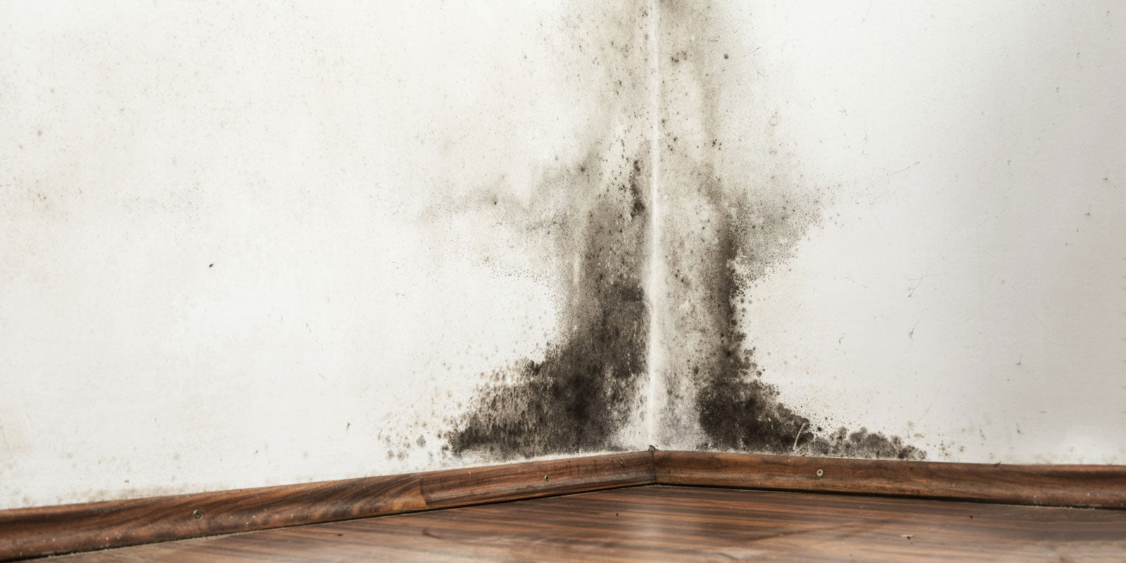 Close up of black mold growing in the corner of a house