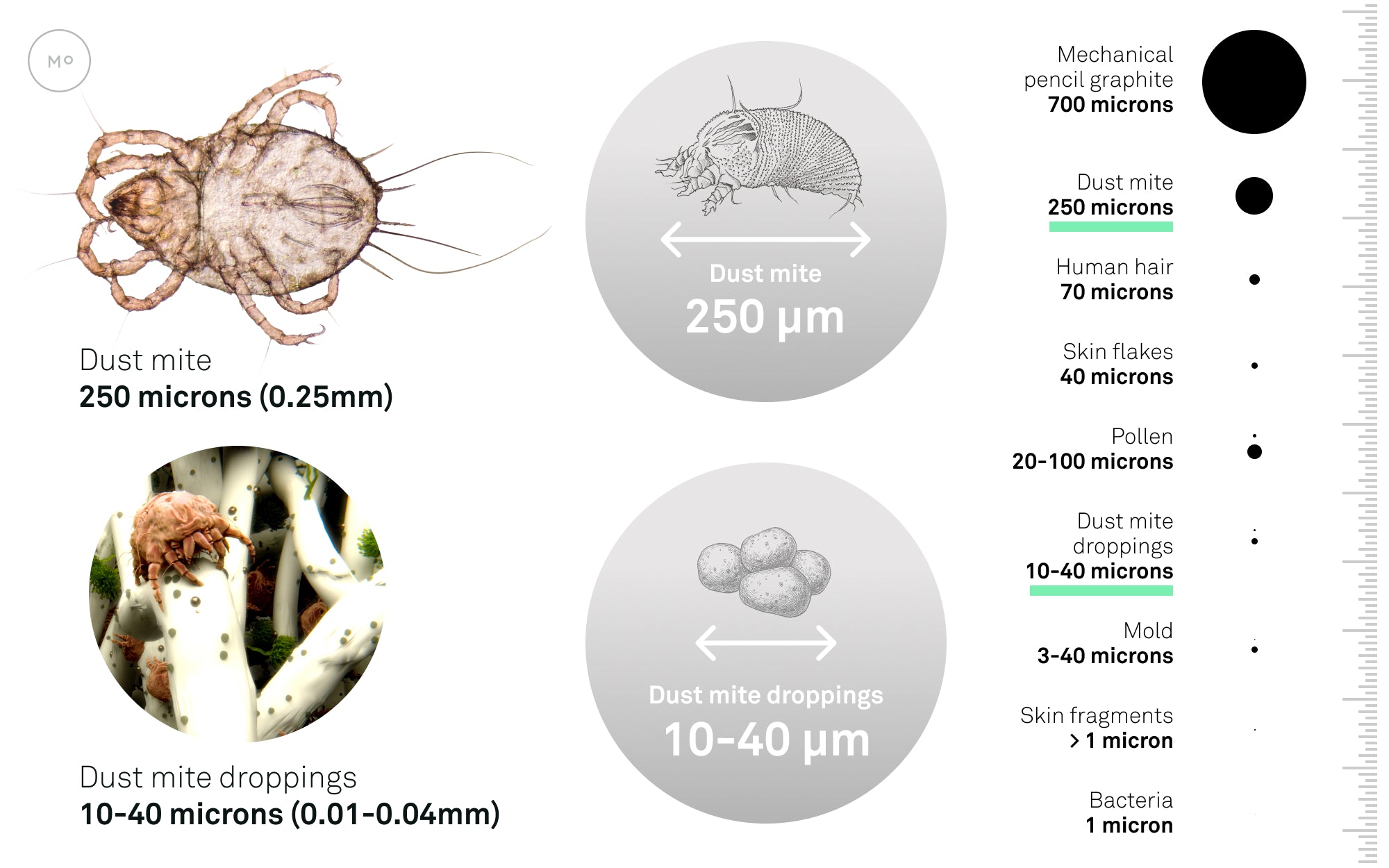 Comparison of particle sizes to dust mites