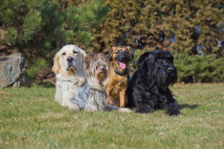 Four dogs relaxing in grass together