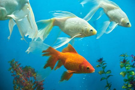 White and orange goldfish swimming in water