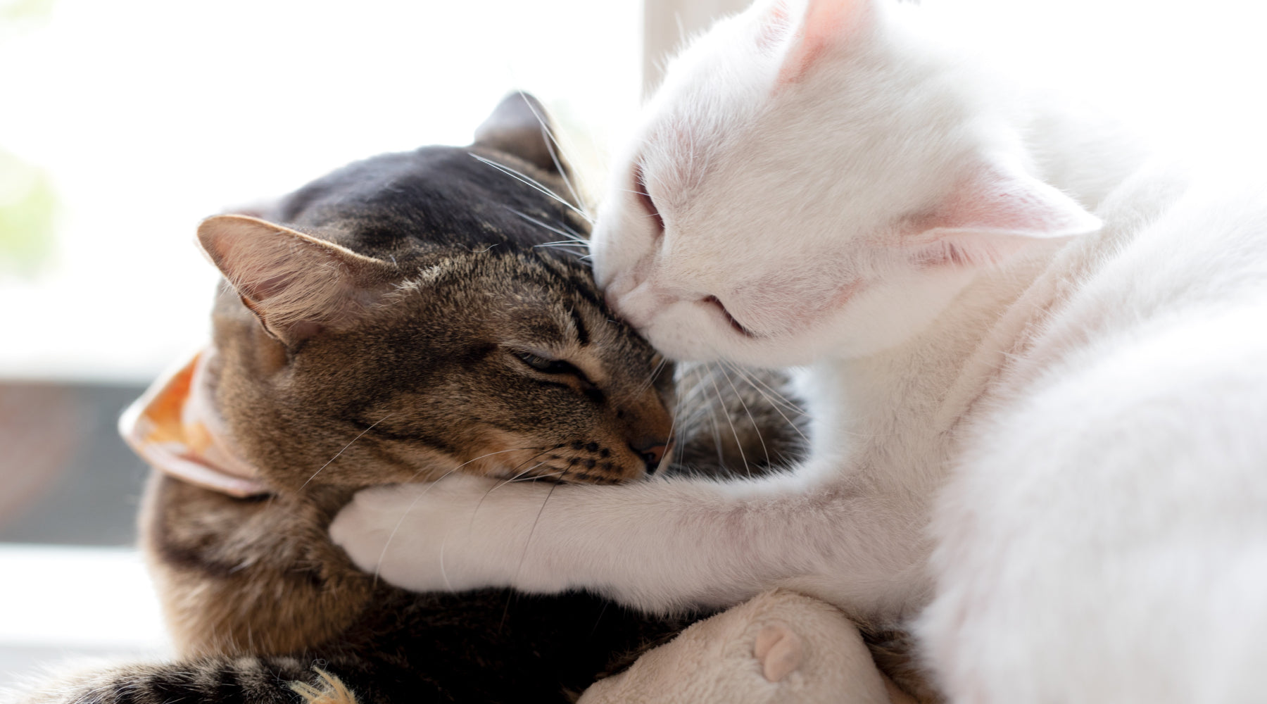 Do cat pheromone diffusers actually work?