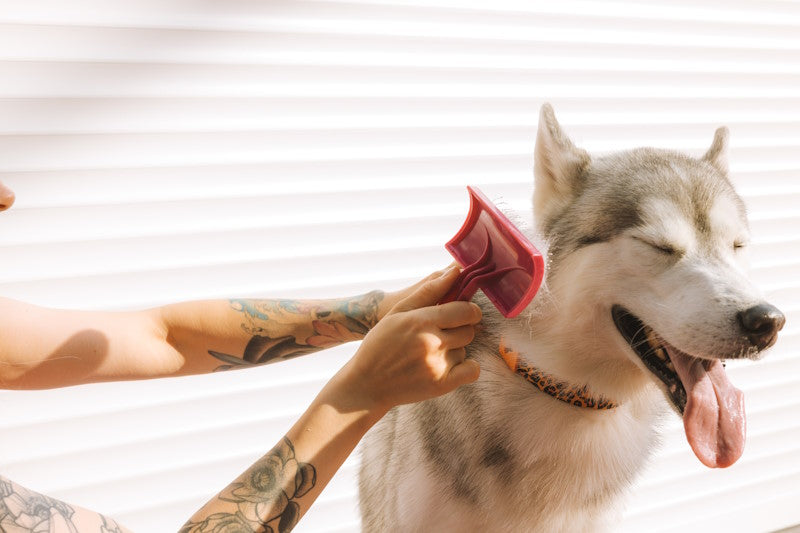 Husky being brushed by tattooed arms