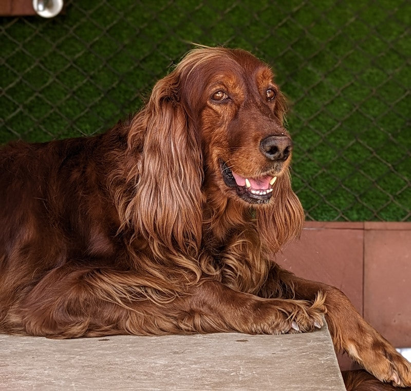 Irish Setter