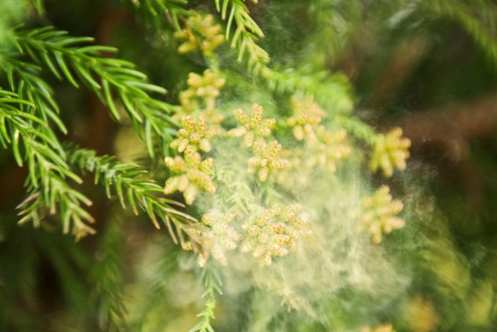 Pollen blowing off a plant