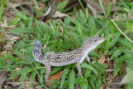 Pet leopard gecko in the grass