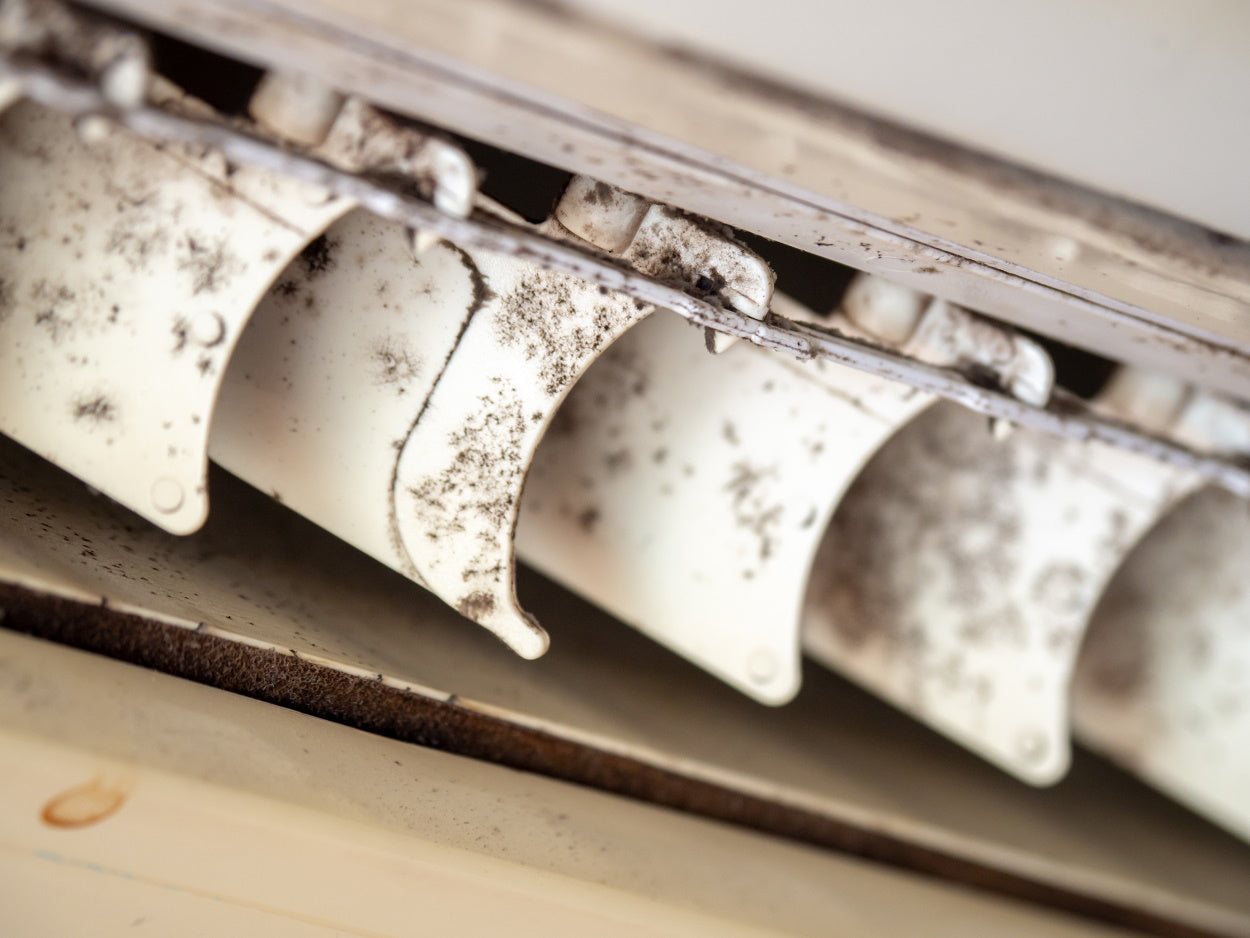 Close-up of mold growing on window blinds