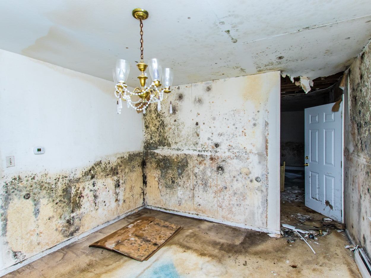 Abandoned room filled with black mold