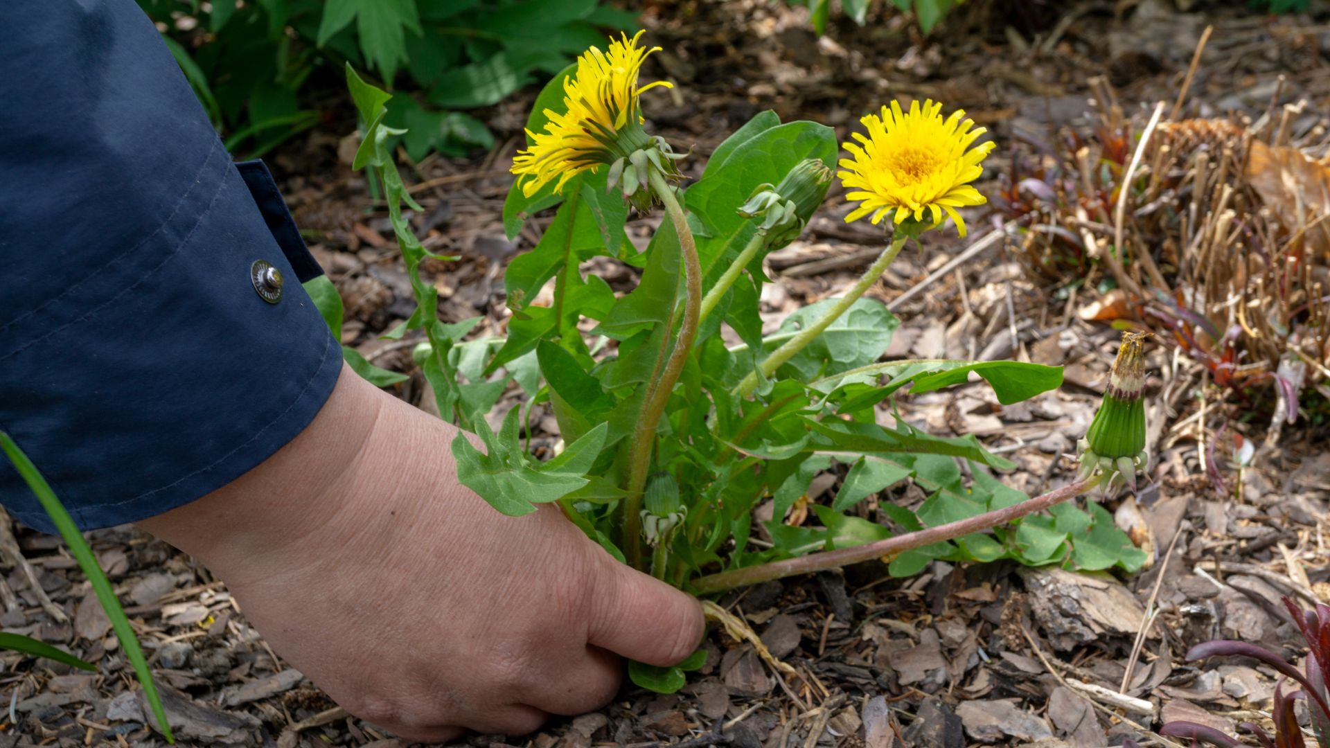 Hand picking dandelions from a garden