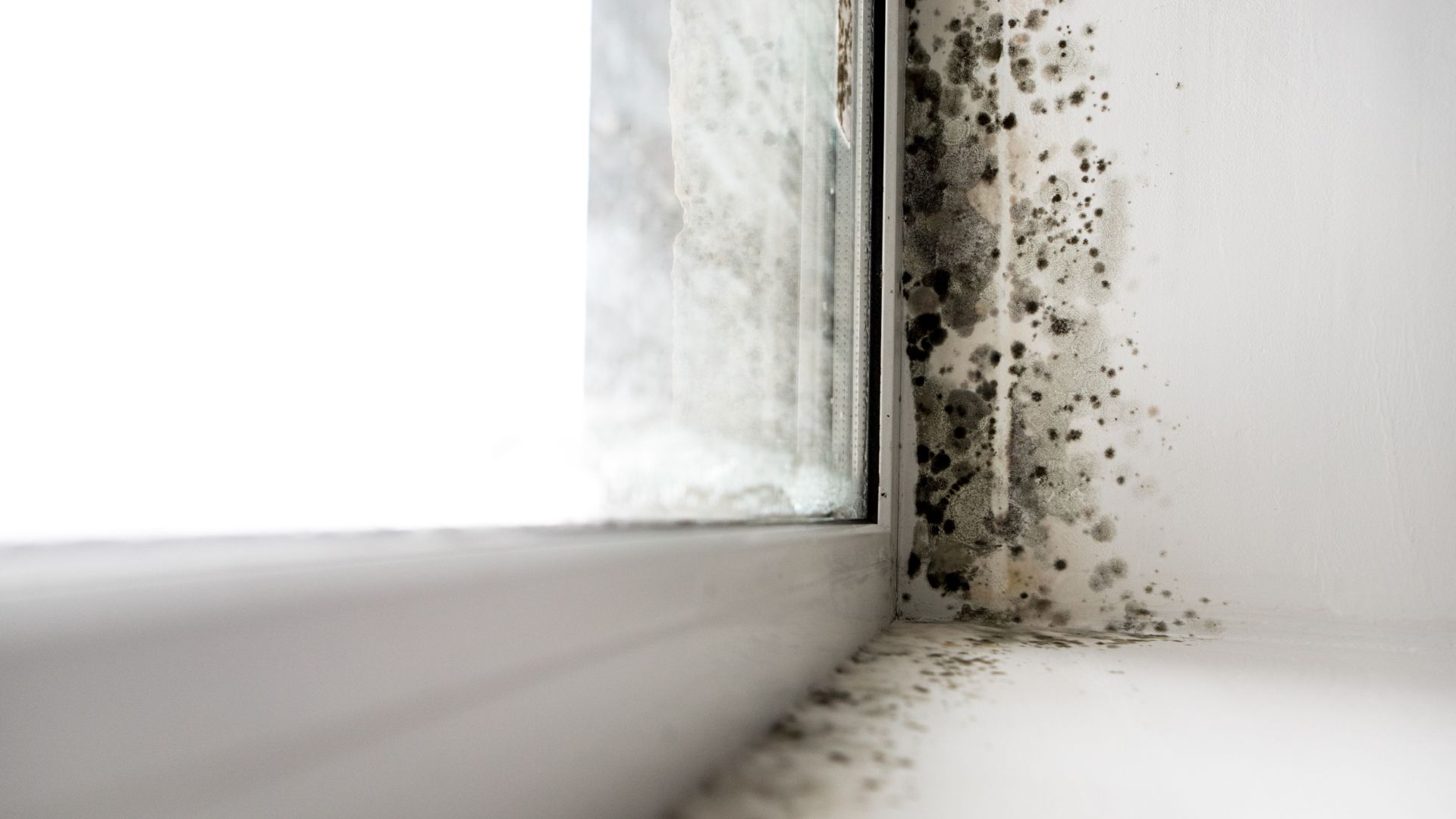 Mold growing near a window