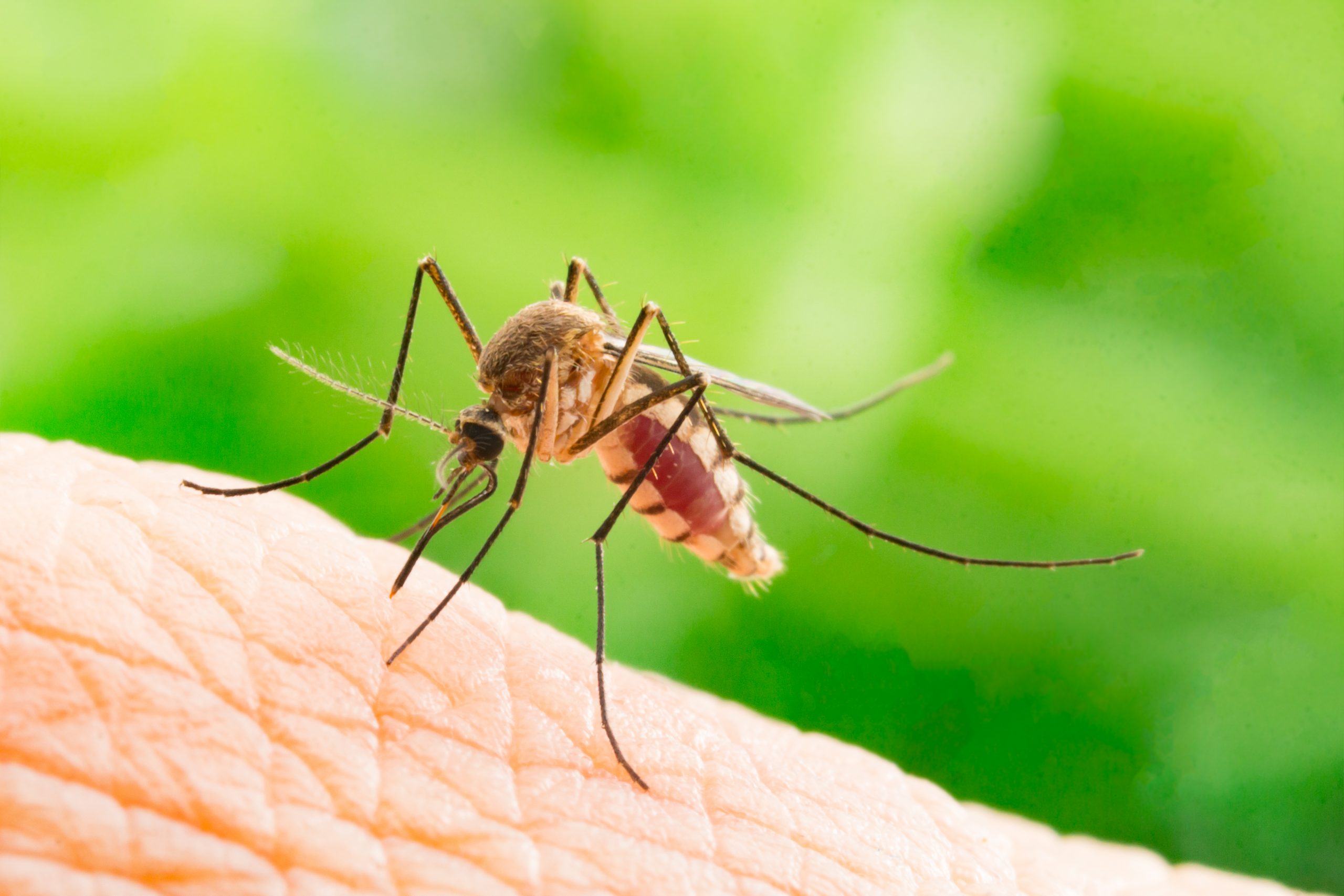 Close-up of a mosquito biting a person