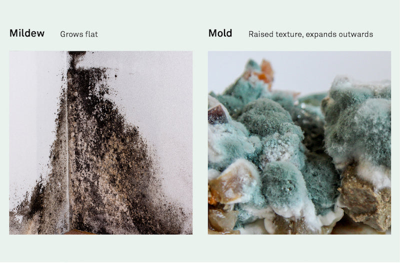 Pictures comparing mildew to mold