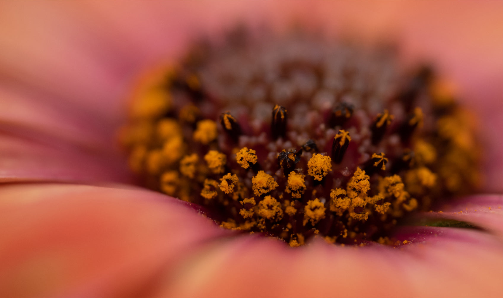 Flower Pollen