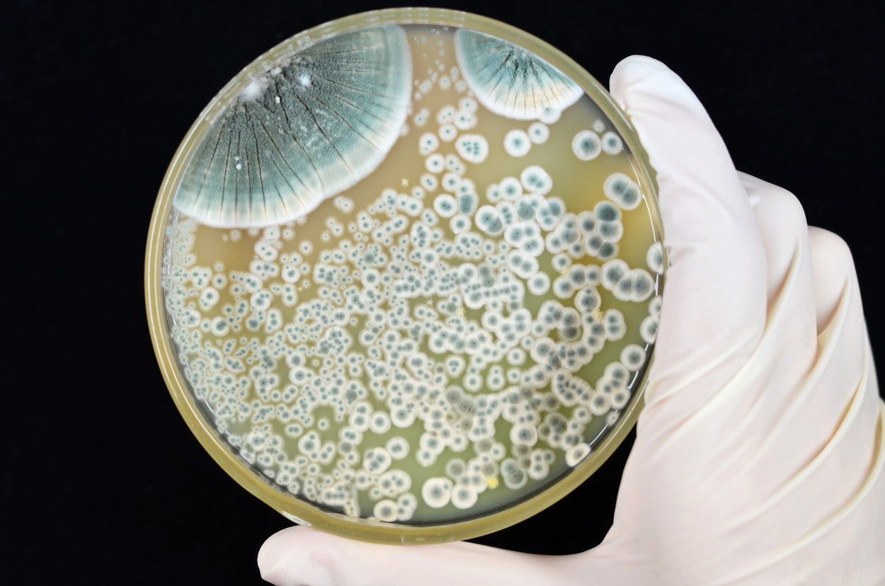 Penicillium culture on a growth plate