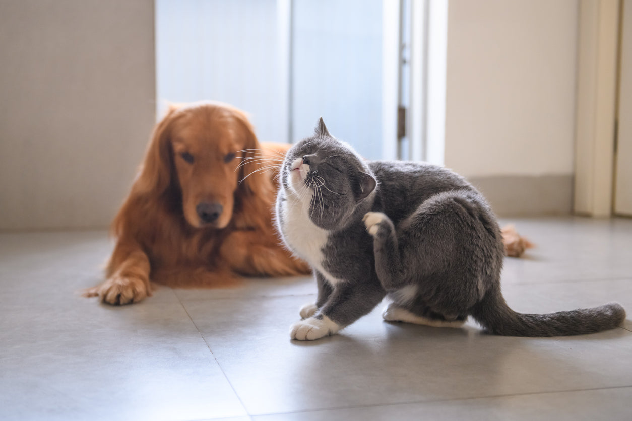 Indoor Allergies in Pets: Environmental and Seasonal