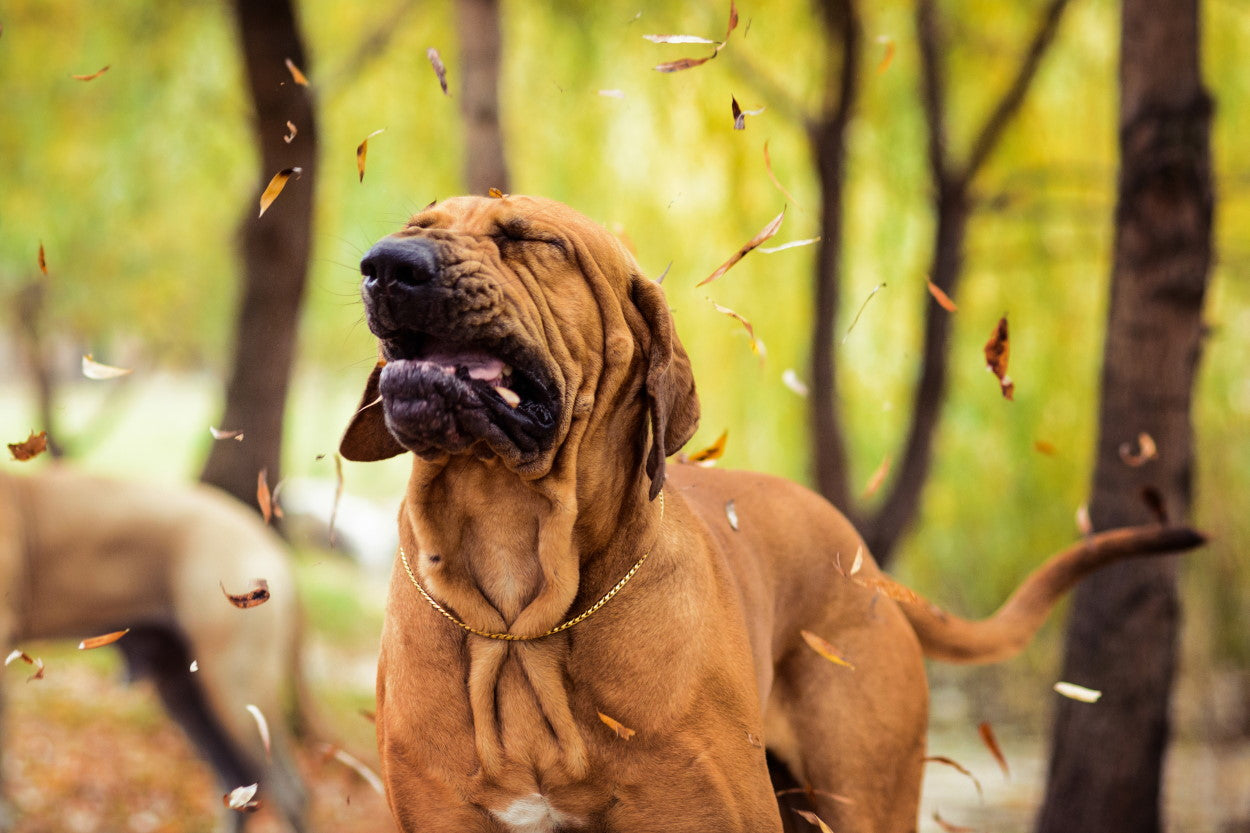 Dog sneezing with allergies