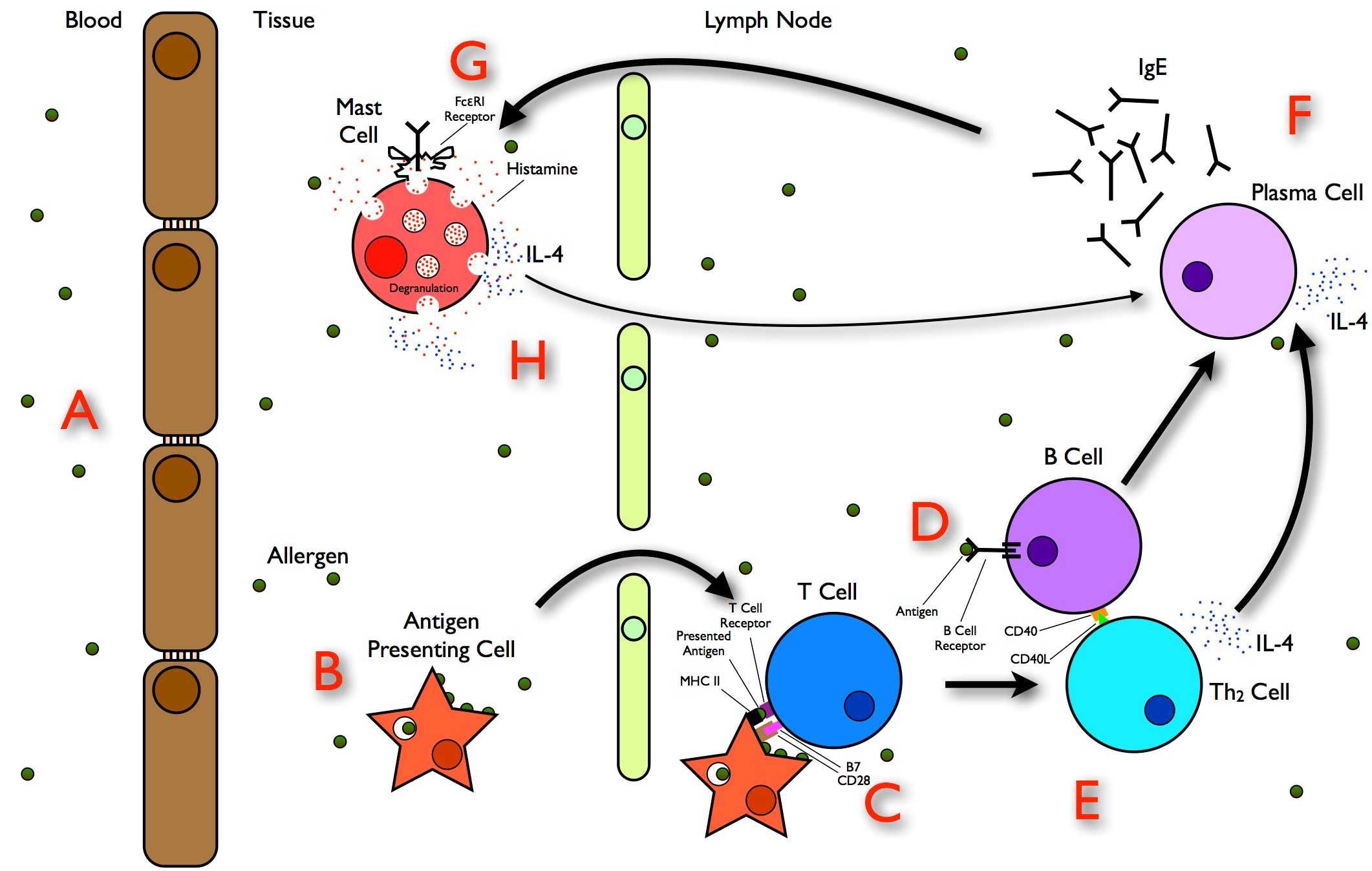 Diagram of how an allergy forms