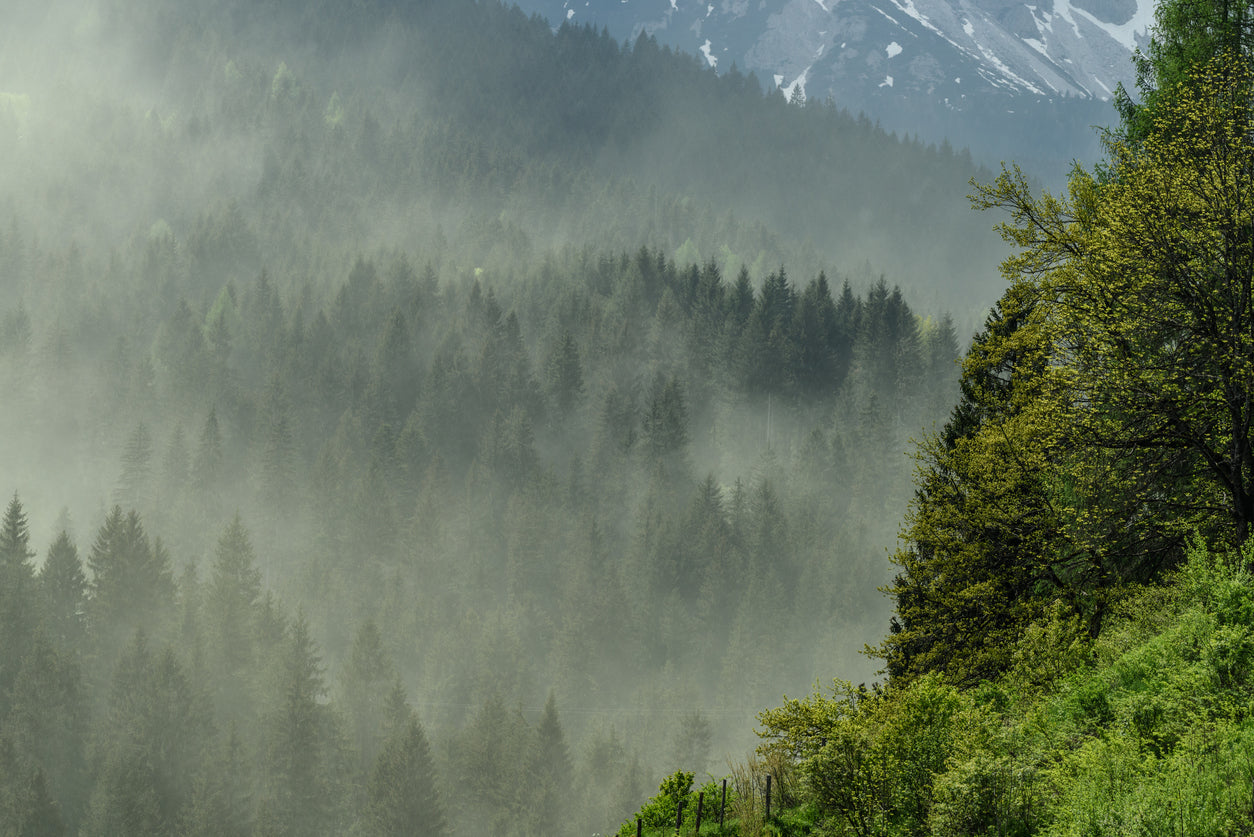 tree pollen in mountain region