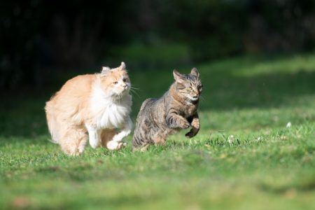 Two cats running through the grass