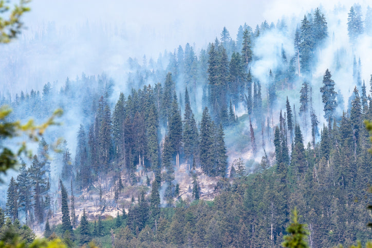 wildfire smoke allergies asthma