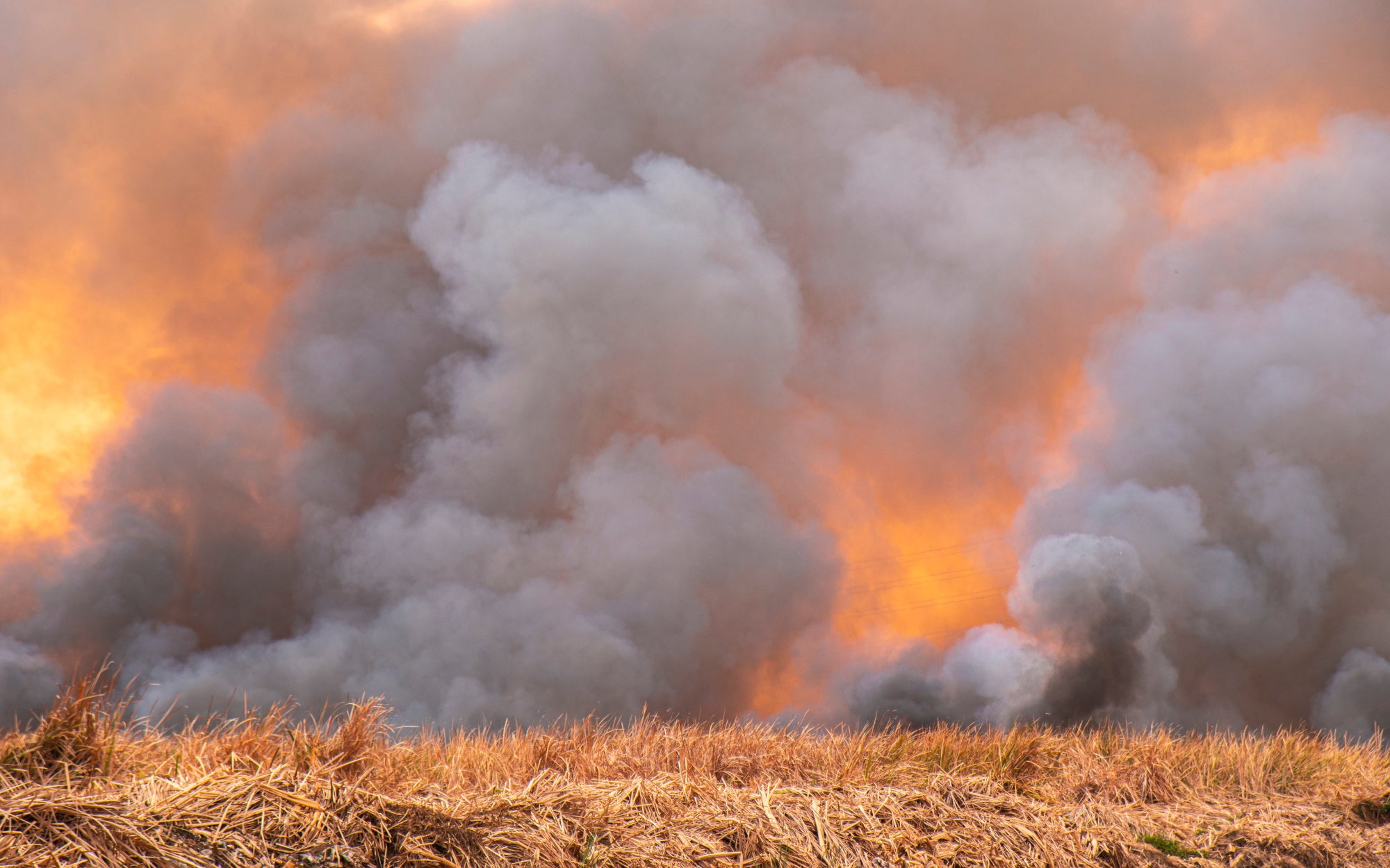 Raging smoke from wildfire air pollution in grass fields