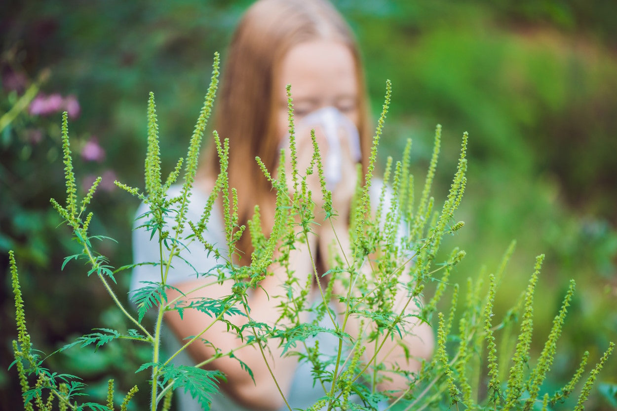 Ask an Allergist: Your guide to ragweed